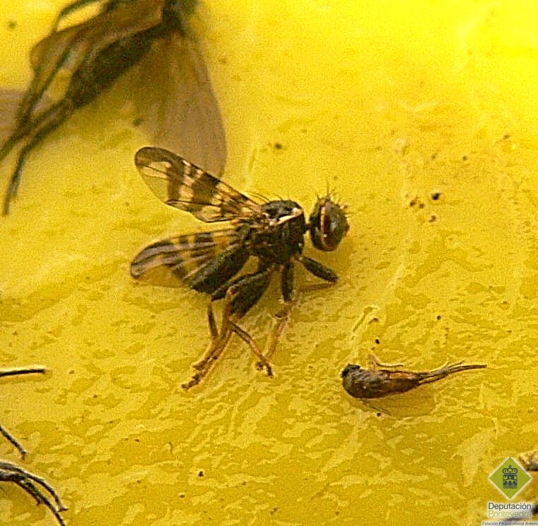 Rhagoletis cerasi >> Adulto de mosca de la cereza en trampa amarilla.jpg
